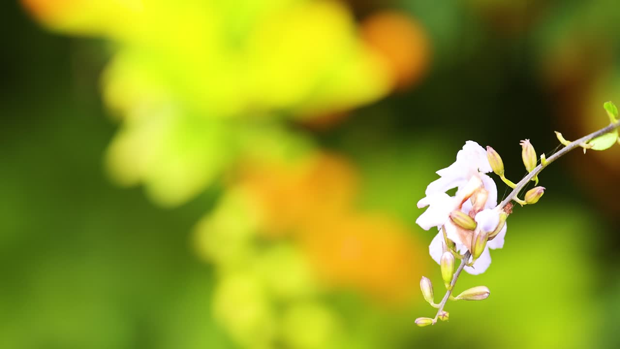 A detailed view of Duranta erecta flowers with a vivid green and orange blurred background, captured in natural sunlight
