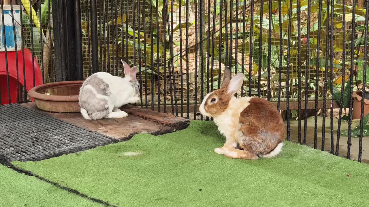 두 마리의 토끼가 동굴에 혀 있습니다.