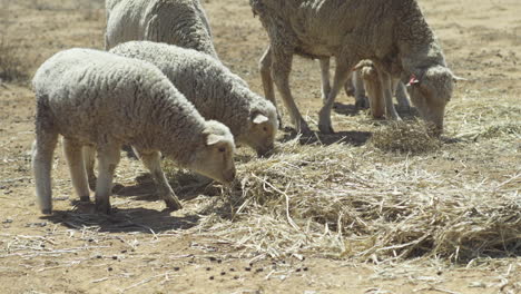 lambs grazing on hay in the field