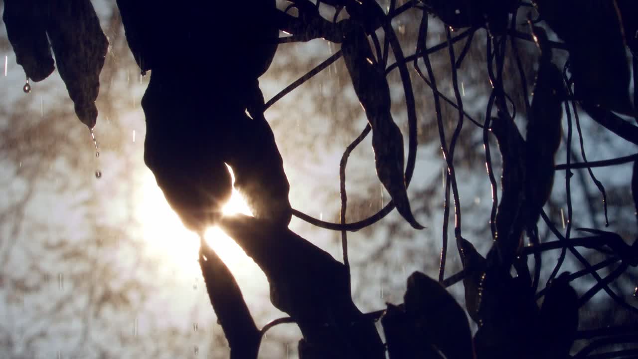 lluvia cayendo sobre la vegetación al amanecer en la selva tropical amazónica