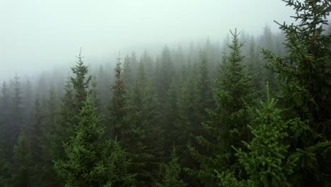 drone shot dolly in passing through pine trees in a foggy forest in unset norway