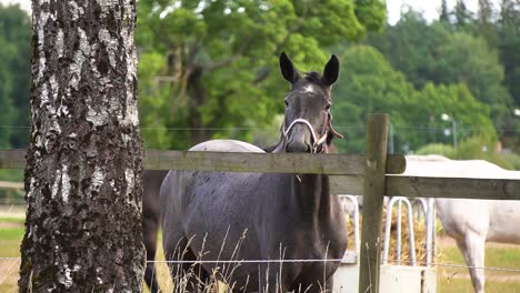 Shallow-Focus-of-Black-Horse