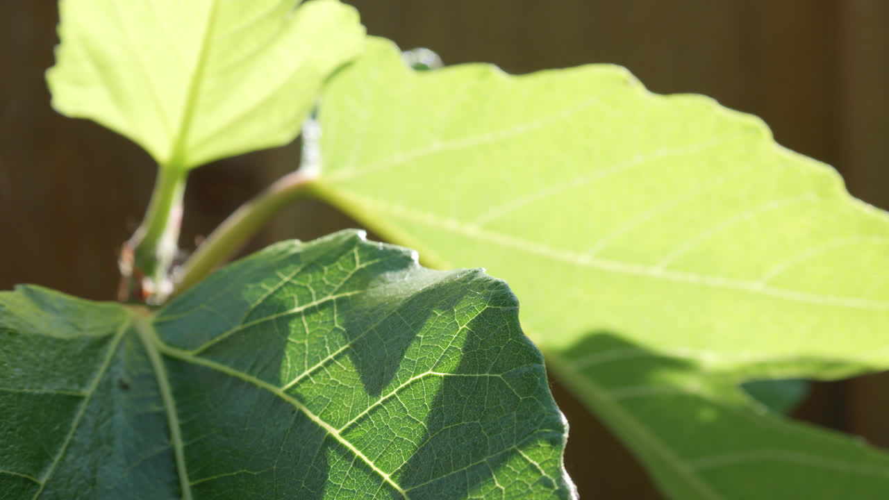 hojas de higo verdes exuberantes que se mueven lentamente en la brisa, iluminadas por el cálido sol de verano