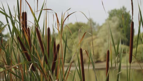 Escena-Bucólica-Cerca-Del-Lago-Con-Totora-Meciéndose-En-El-Viento