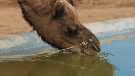 Camels-at-the-Pushkar-Fair,-also-called-the-Pushkar-Camel-Fair-or-locally-as-Kartik-Mela-is-an-annual-multi-day-livestock-fair-and-cultural-held-in-the-town-of-Pushkar-Rajasthan,-India.