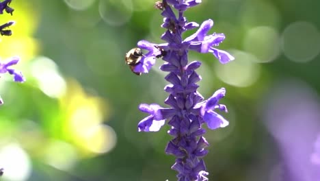 la serena belleza de una vibrante flor de salvia azul balanceándose suavemente en la brisa