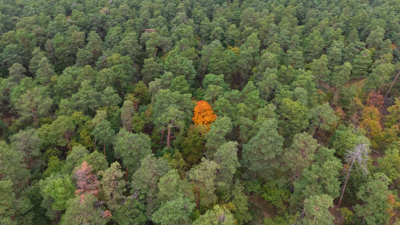 Aerial view of a green forest with one bright orange tree standing out in the middle. The vivid autumn color contrasts beautifully with the surrounding evergreens