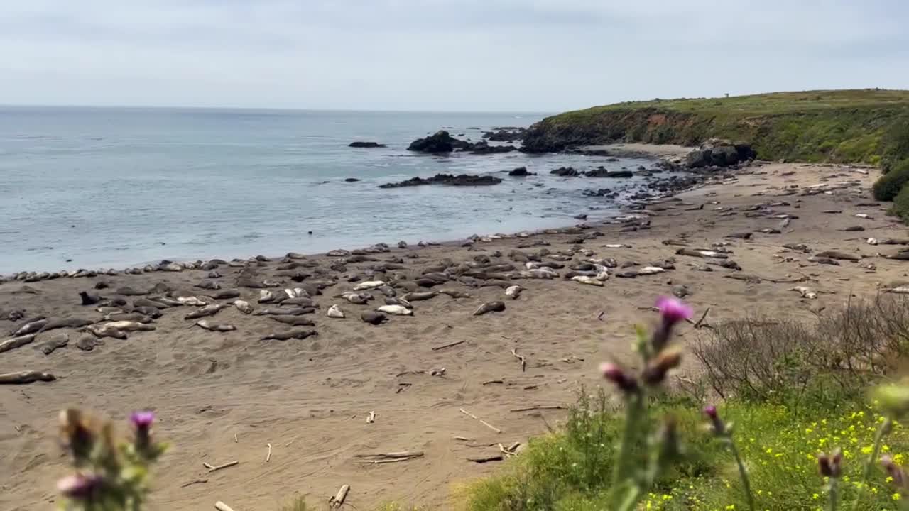 해안 식물에서 캘리포니아 산 시메온 해변의 북부 코끼리 해파리 식민지에 초점을 맞추는 영화적 광범위한