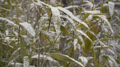 close-up shoot with lateral movement of snow falling on bamboo leaf in winter