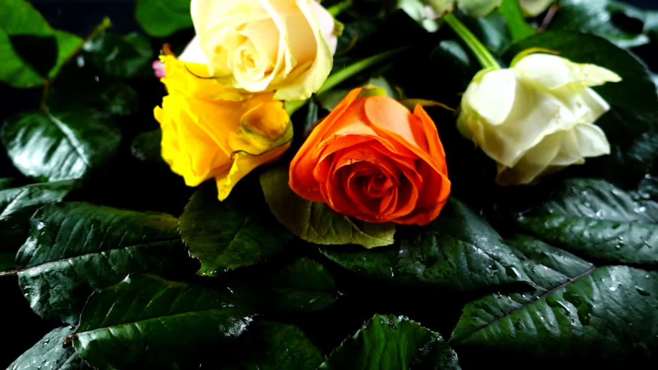 La rosa che cade su uno sfondo nero. Movimento lento.
