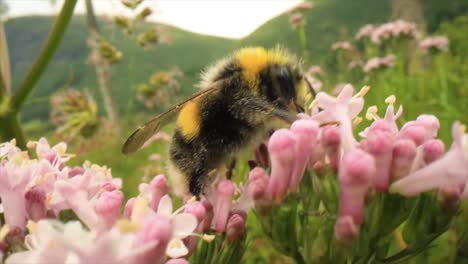 el abejorro recoge el néctar de la flor. macro de primer plano.