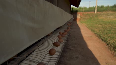 Producción-De-Huevos-Marrones-De-Gallina-De-Corral---Huevos-Esparcidos-Después-De-Ser-Producidos-En-Un-Gallinero---Brasil