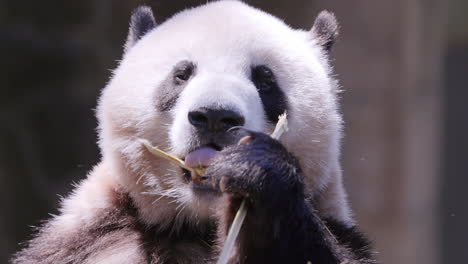 a close up of a panda eating