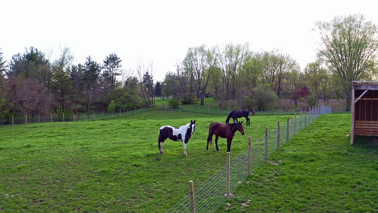 vista aérea de caballos en el campo