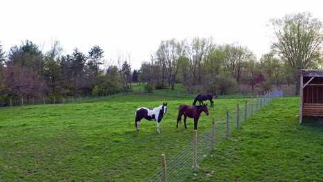 vista aérea de caballos en el campo