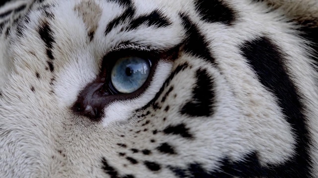 Close-up do Olho Azul de um Tigre Branco Piscando