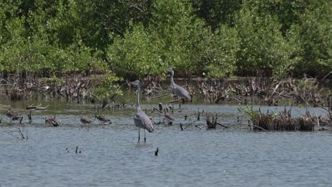 Zwei-Individuen-In-Einem-Mangrovenwald-Und-Sumpfgebiet-Blicken-Nach-Links,-Während-Die-Kamera-Herauszoomt,-Andere-Vögel-Auf-Nahrungssuche,-Graureiher-Ardea-Cinerea,-Thailand