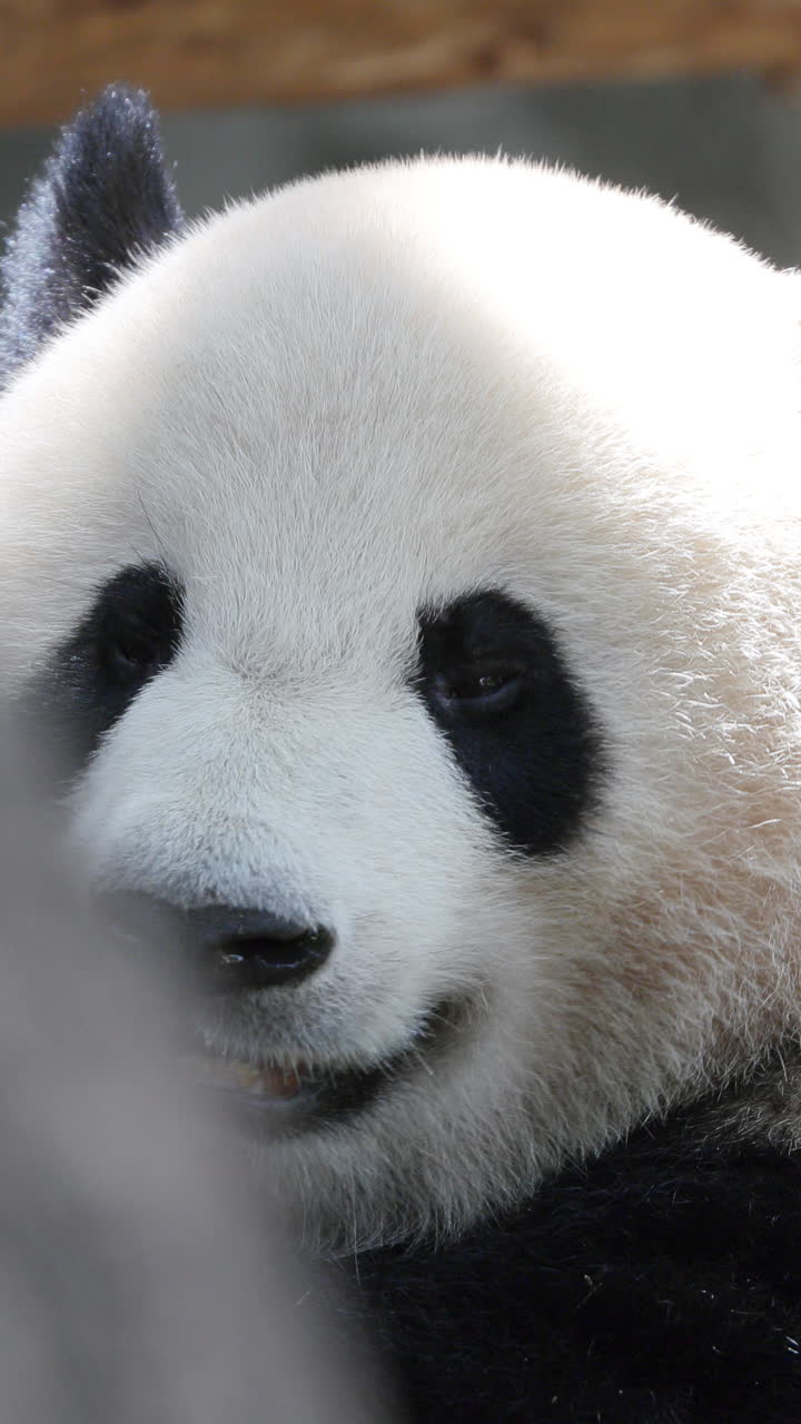 A close up of a panda eating in vertical