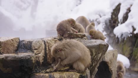 japanese macaque "snow monkeys" searching for food at geothermal hot spring