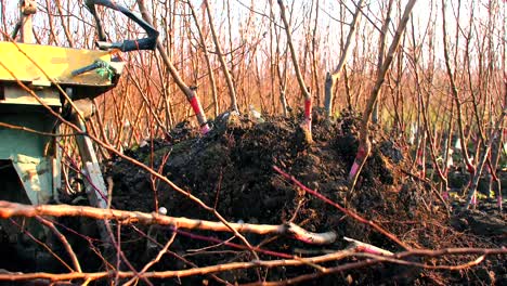 the saplings being uprooted by machine