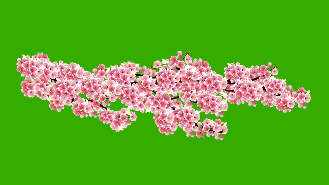 체리 꽃 애니메이션.