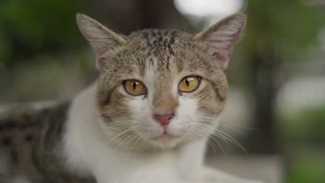 Südostasiatische-Getigerte-Katze,-Nahaufnahme,-Pelziges-Tier-Mit-Langen-Schnurrhaaren