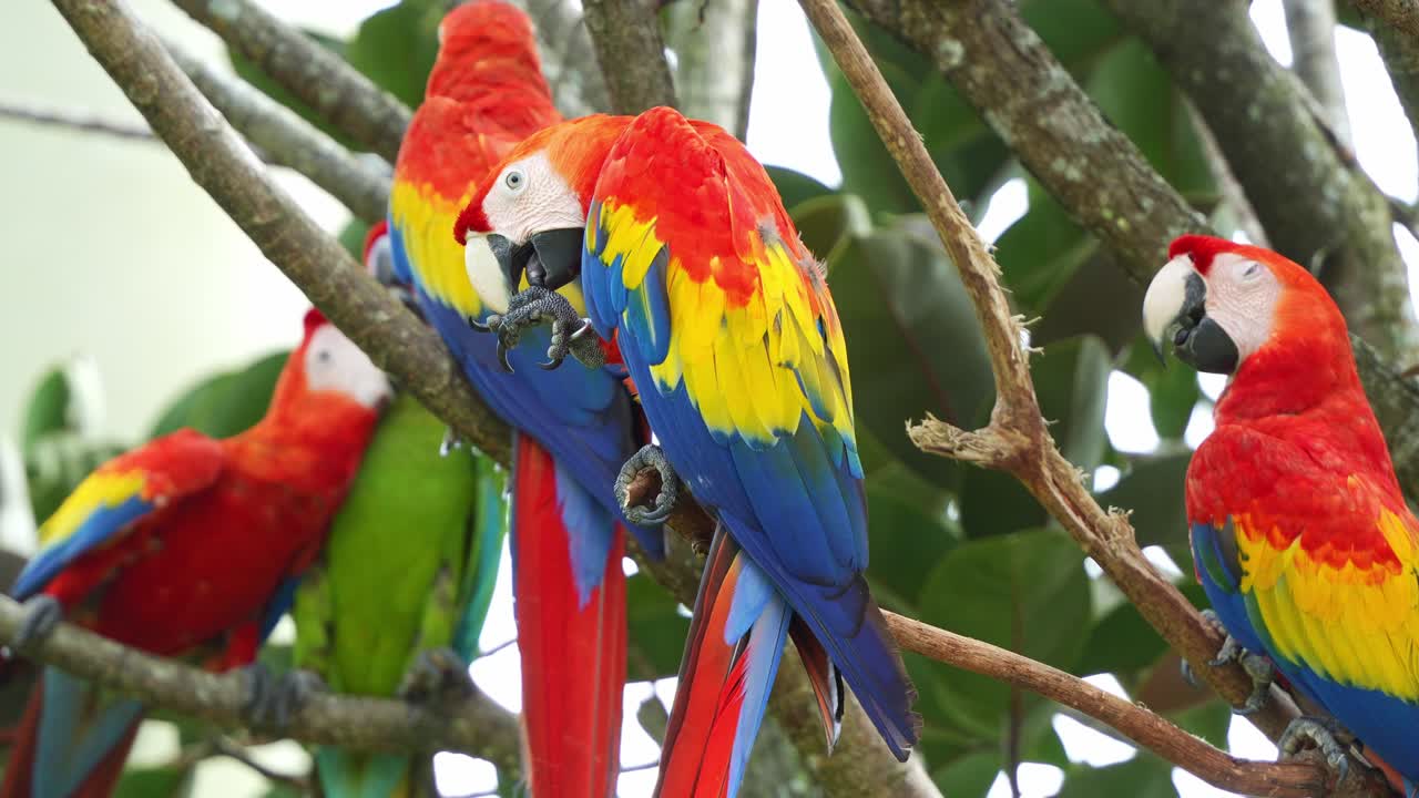 bandada de guacamayo escarlata, ara guacamayo encaramado en el árbol en el recinto de vida silvestre, con uno comiendo con su garra de pie y pico, especie de ave capturada para el comercio ilegal de loros