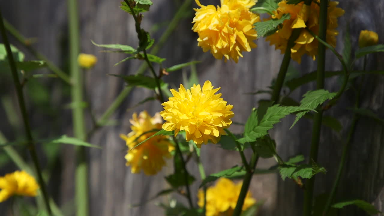 태평양 북서부에서 봄에 피는 노란색 케리아 꽃