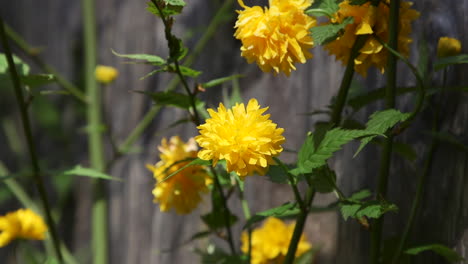 Gelbe-Kerria-blume,-Die-Im-Frühling-Im-Pazifischen-Nordwesten-Blüht