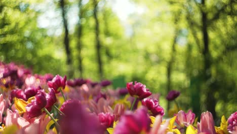 a colorful field of pink tulips in the middle of europe while spring