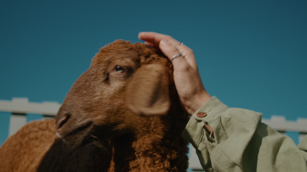Person petting a sheep