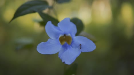 punto de vista: una hormiga y una flor de vid de trompeta púrpura