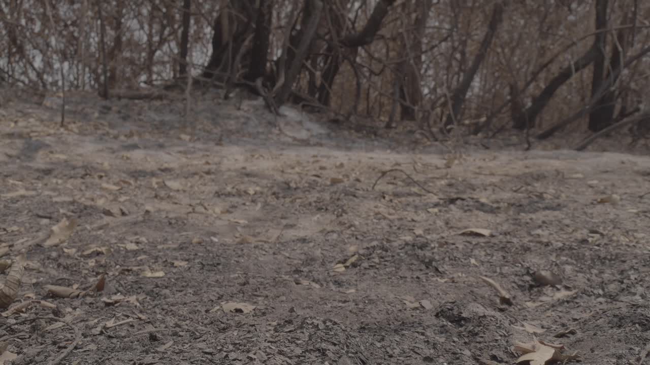 판타날 산불로 탄 지역에서 움직이는 슬라이더 샷으로 죽은 카이만 발견