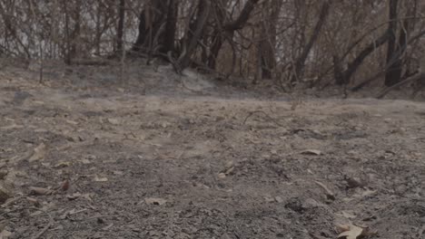 Dead-caiman-revealed-by-moving-slider-shot-at-burnt-area-during-Pantanal-wildfire