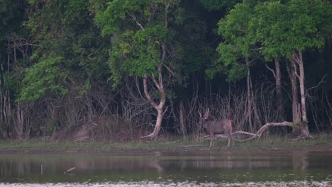 facing to the left looking around and forward as seen at the edge of the lake in the forest, sambar deer, rusa unicolor, thailand