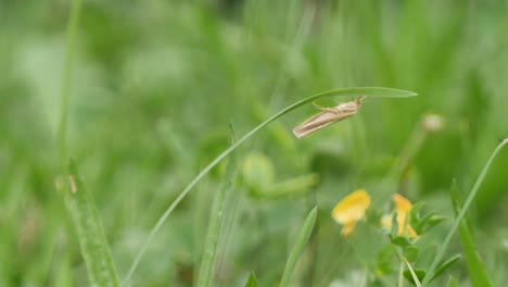 pequeño insecto salvaje marrón colgando de un tallo de hierba en la naturaleza