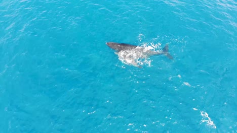 Ballena-Jorobada-Y-Cría-Rompiendo-La-Superficie-Del-Océano