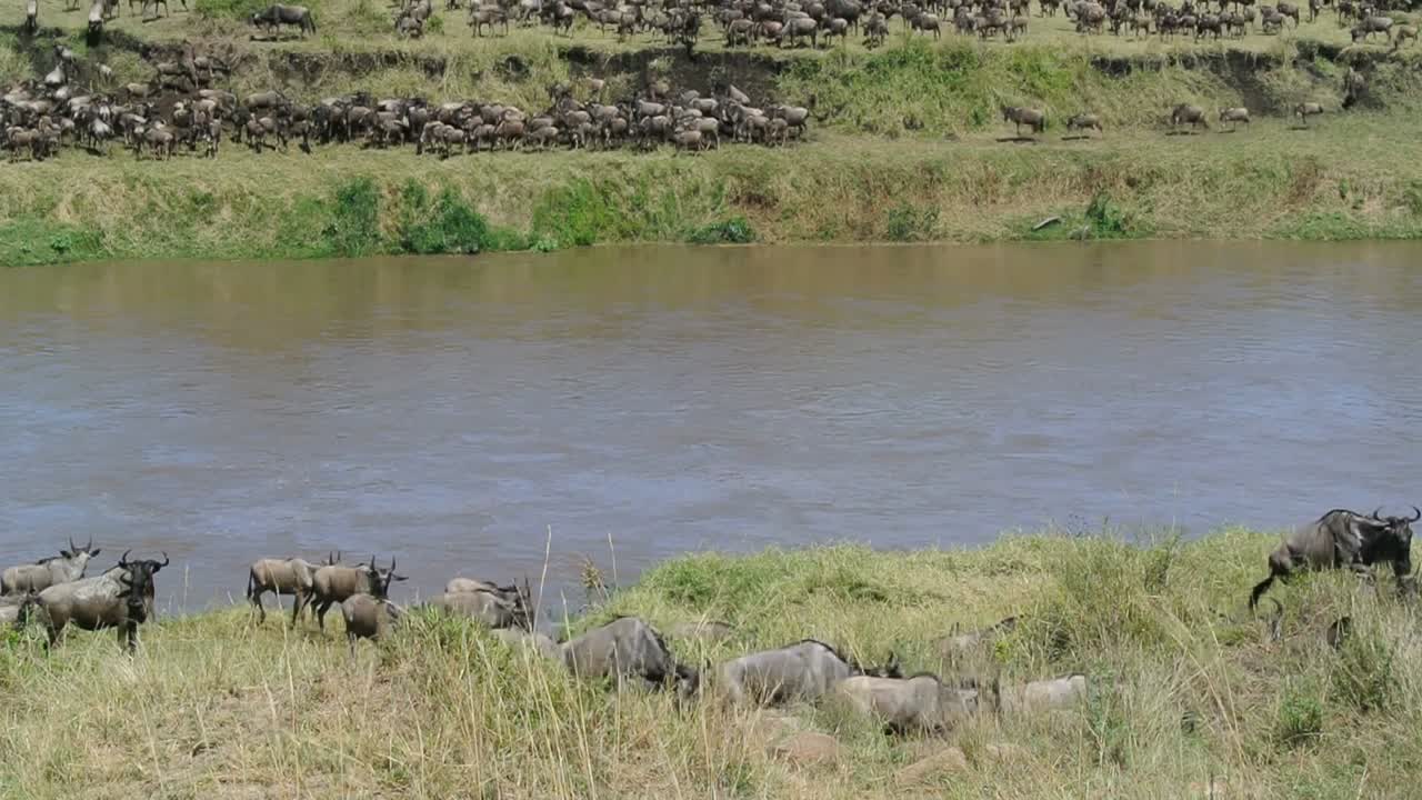 Wildebeests on both sides of the Mara River during their annual great migration. Serengeti National Park in Tanzania.