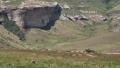 Mountain-long-shot:-Jackal-in-highland-savanna-near-carcass-rib-cage