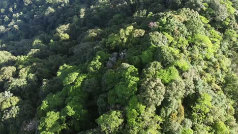 drone footage flying above rainforest canopy of borneo jungle