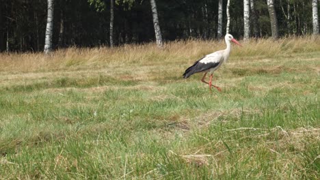 Storch-Geht-Auf-Der-Wiese-In-Der-Nähe-Des-Alten-Dorfes-Spazieren