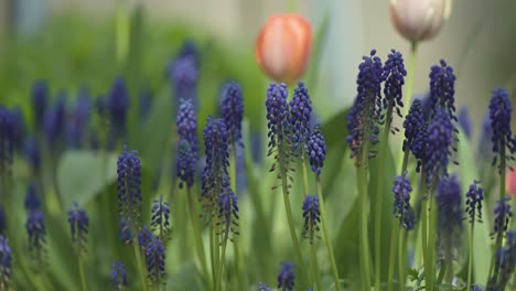 grape hyacinths and tulips bloom in the garden