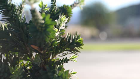 callistemon lush leafage close up, ornamental shrub in roadside garden