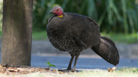 female australian brush turkey stands next to a road in australia