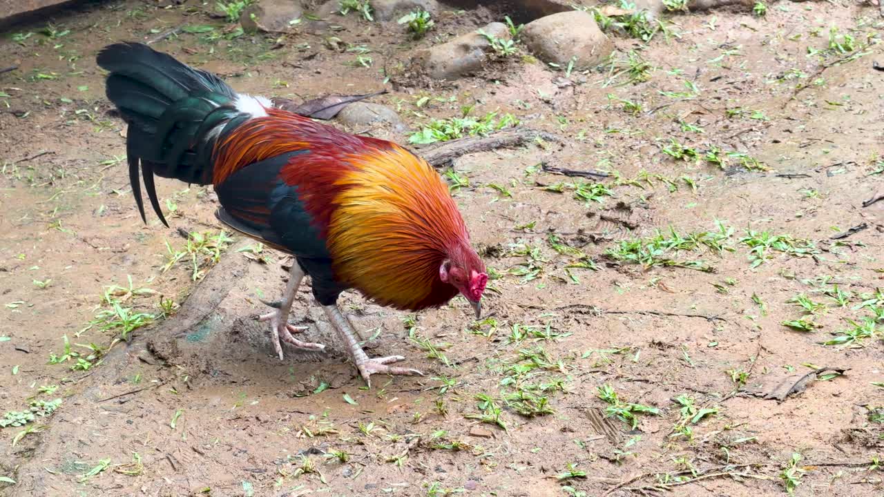 Un vivace gallo selvatico cammina e becca cibo su terreno tropicale a Palau.