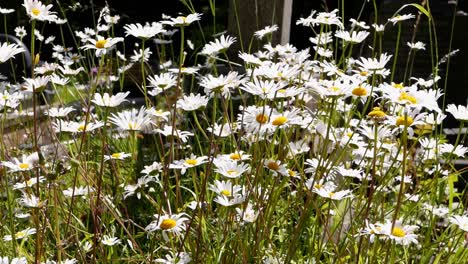 Closeup-of-Ox-Eye-Daisies,-Leucanthemum-vulgare.-Spring.-UK