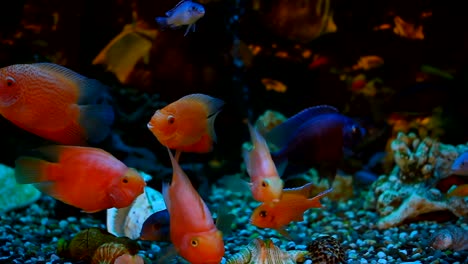 exotic fishes in an aquarium