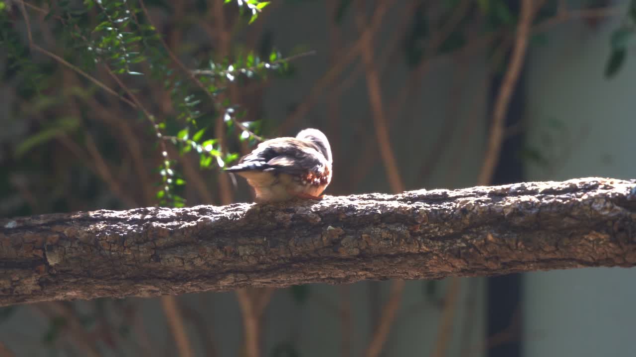 Cute little zebra finch or chestnut-eared finch, taeniopygia guttata spotted perching on tree branch and wondering around it surrounding environments, close up shot