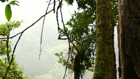 Birds-sitting-in-tree-branches-and-mist-rolling-into-the-rainforest