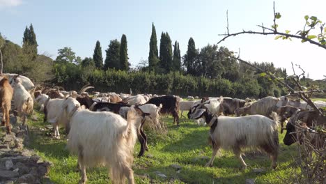 herd of goats moving to another meadow in the roman countryside